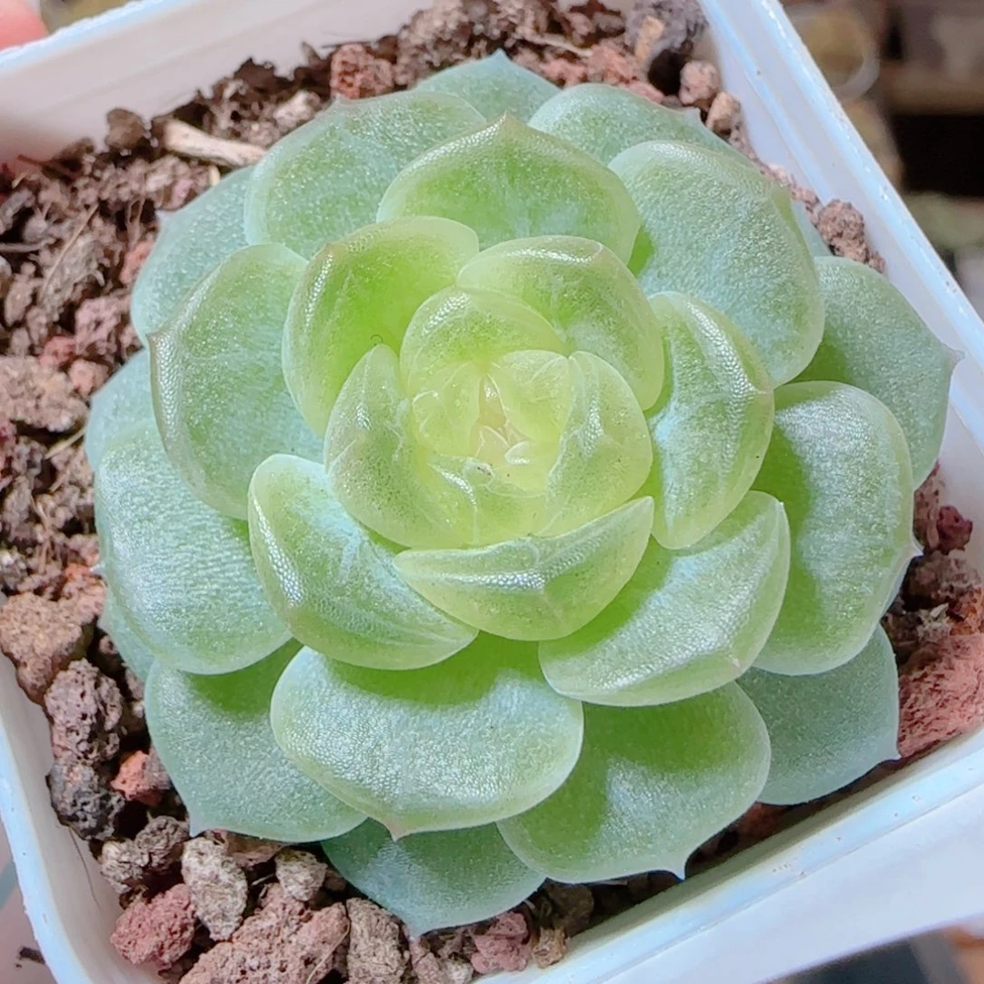 花语逸镜1116-110无尽灯