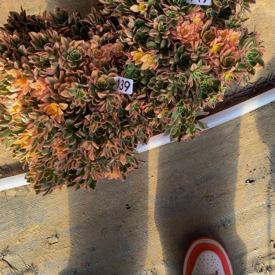 云****念139 149甜茶法师多肉两颗