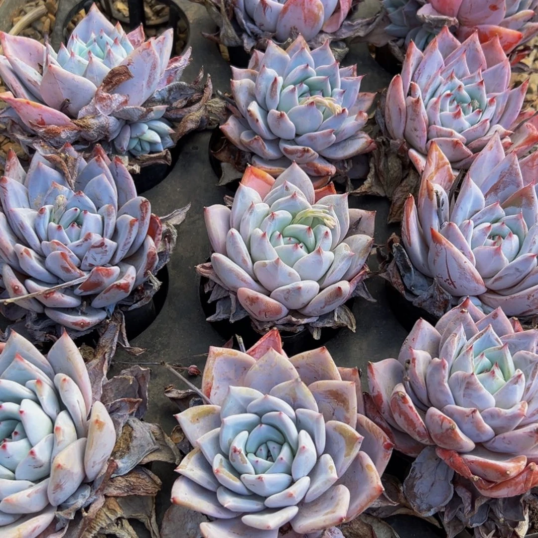 多肉植物多肉多肉999