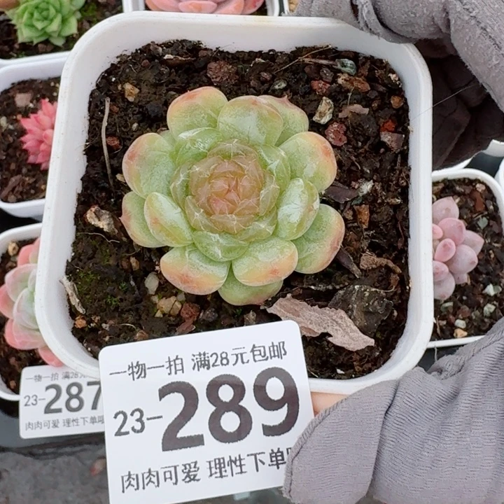 白恋多肉多肉无盆土发货无盆