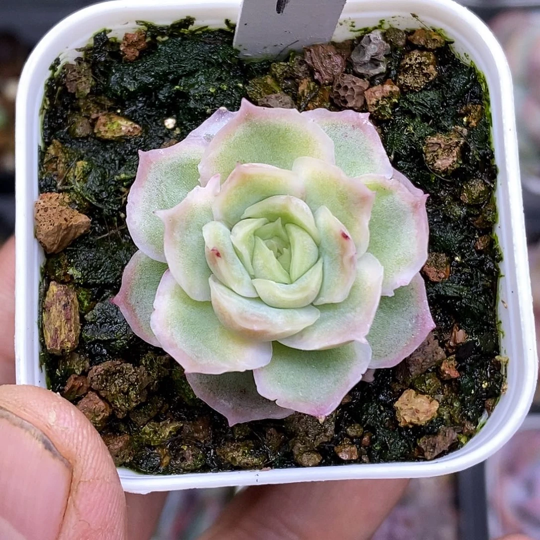 水晶虾饺5厘米盆多肉植物