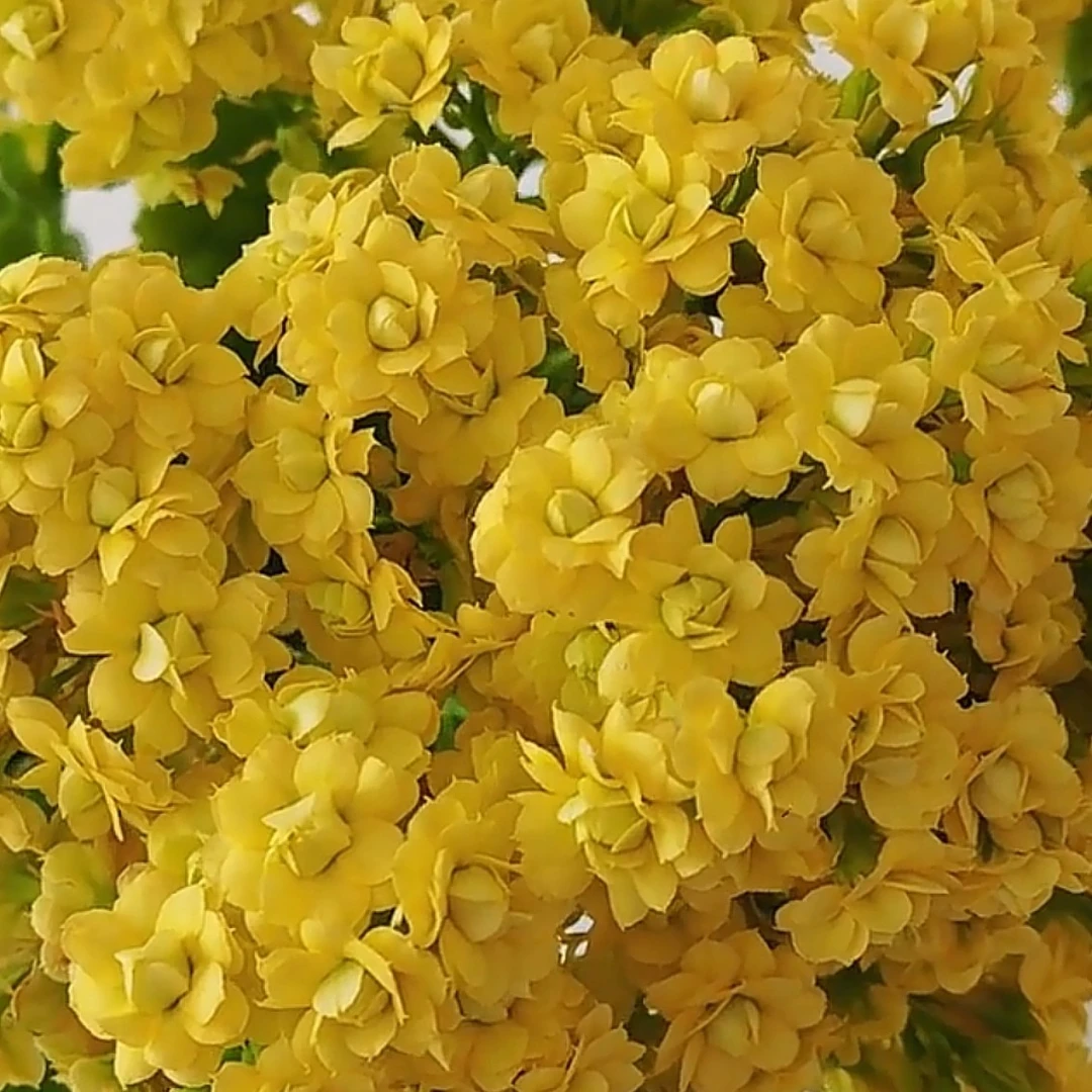 【柠檬冰激凌】重瓣大花型长寿花带花苞