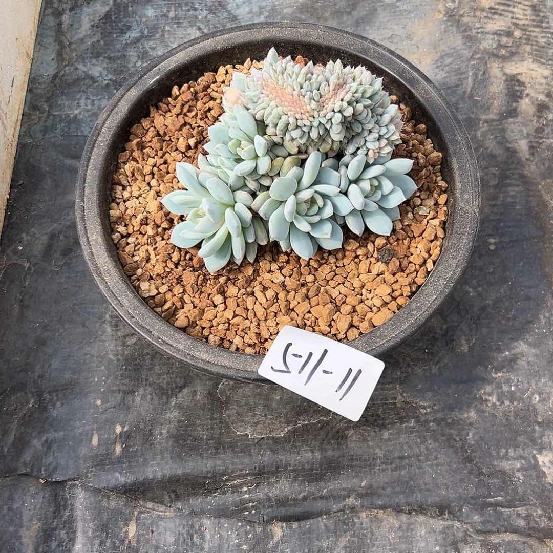 ?****钱511-11星星橙缀多肉