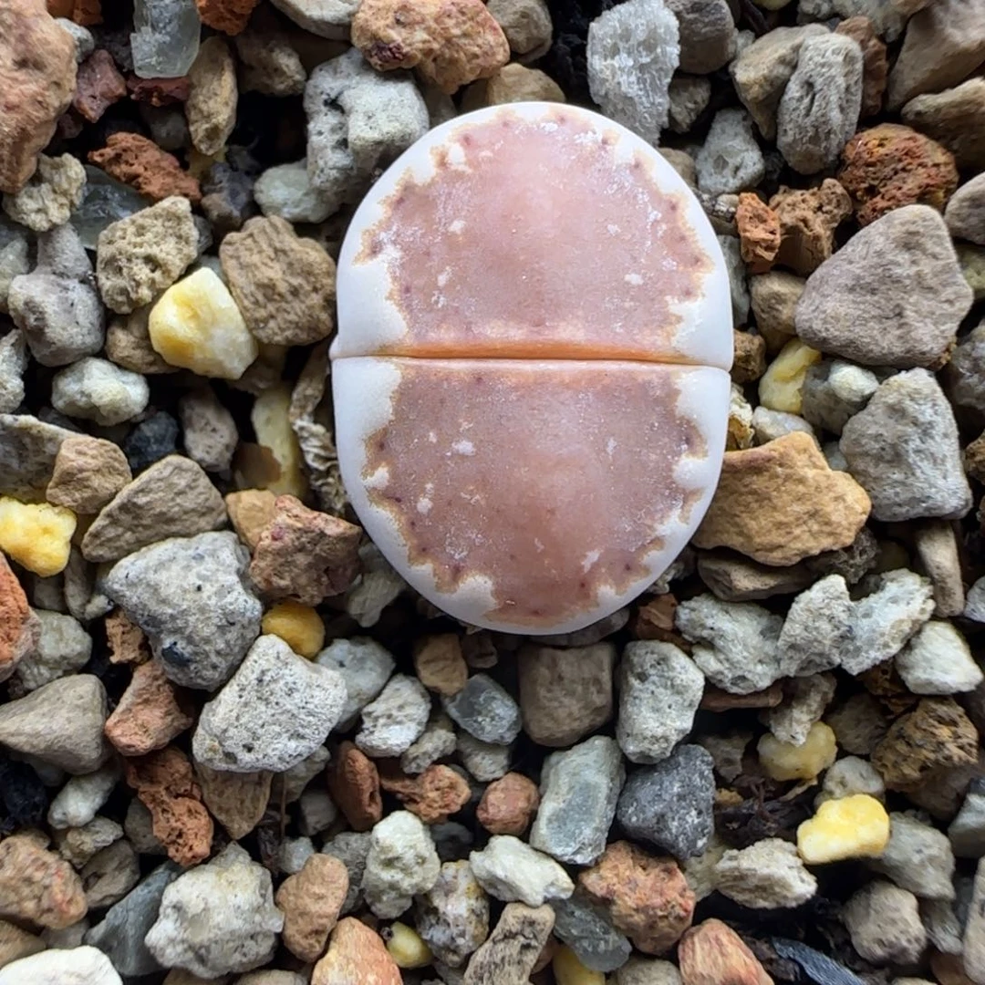 饼干清框福利30包邮