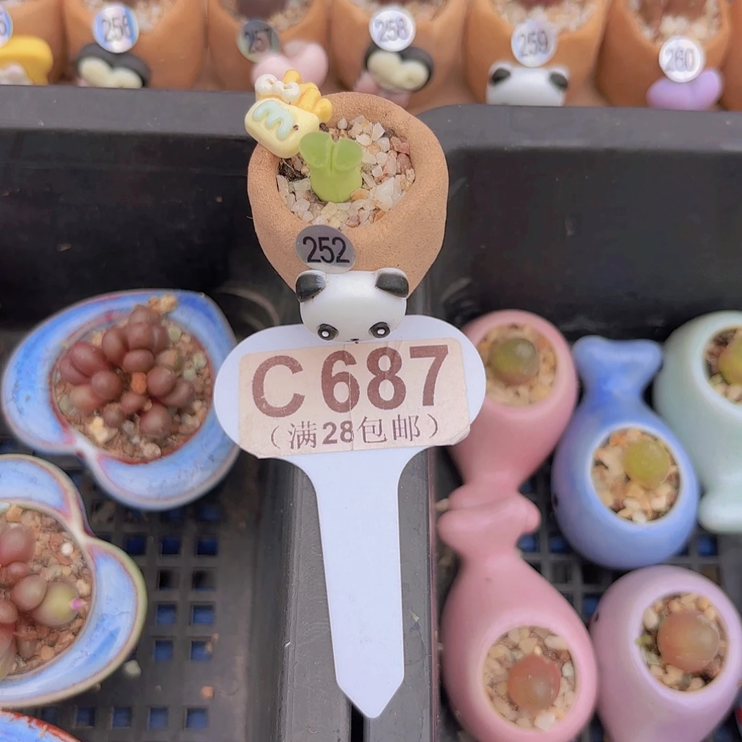 C687绿眼睛yiwuyipai