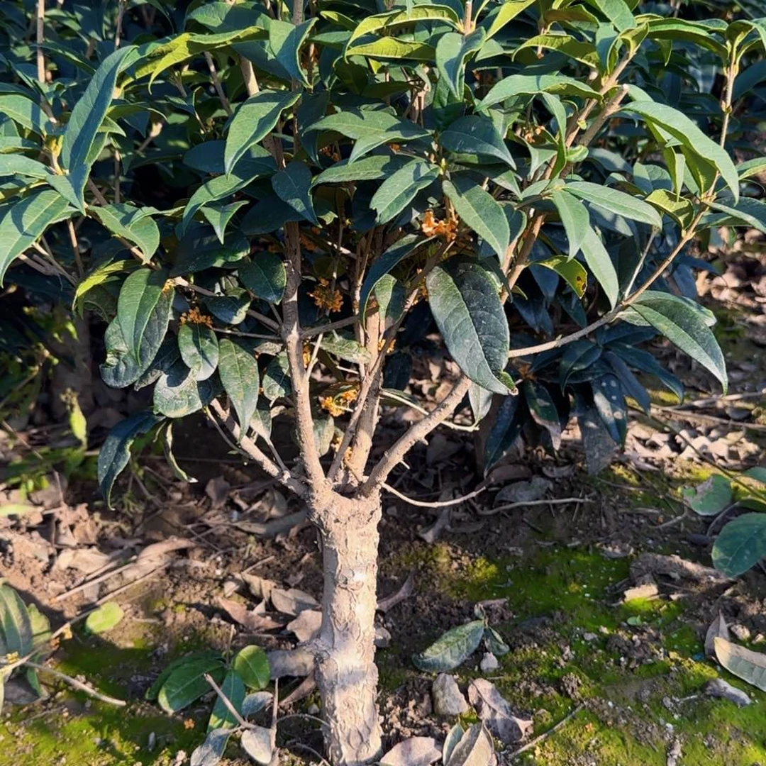 专***骨无花朵桂花。四季桂系列