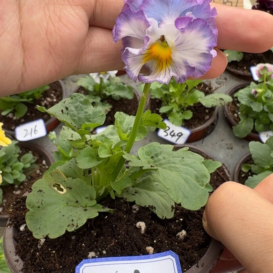 完全开放皱边角堇362