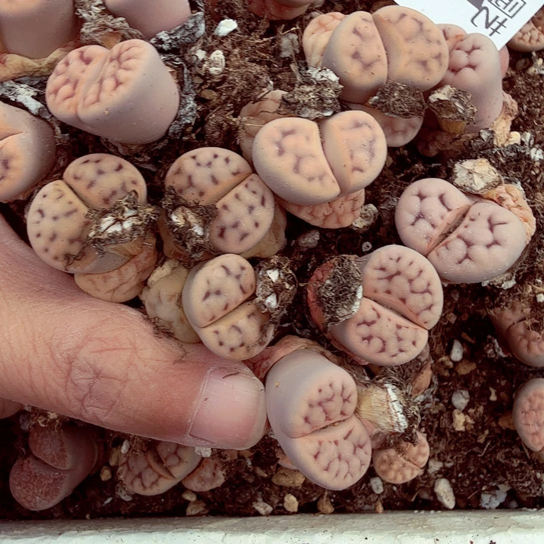 我想吃东西我自己来141