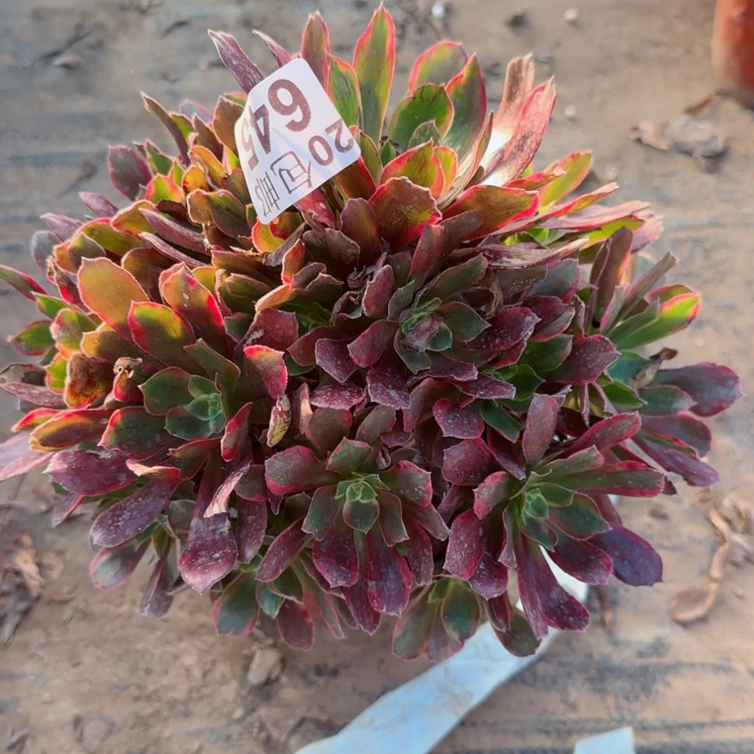 赤霞飞645满20包邮断枝不包