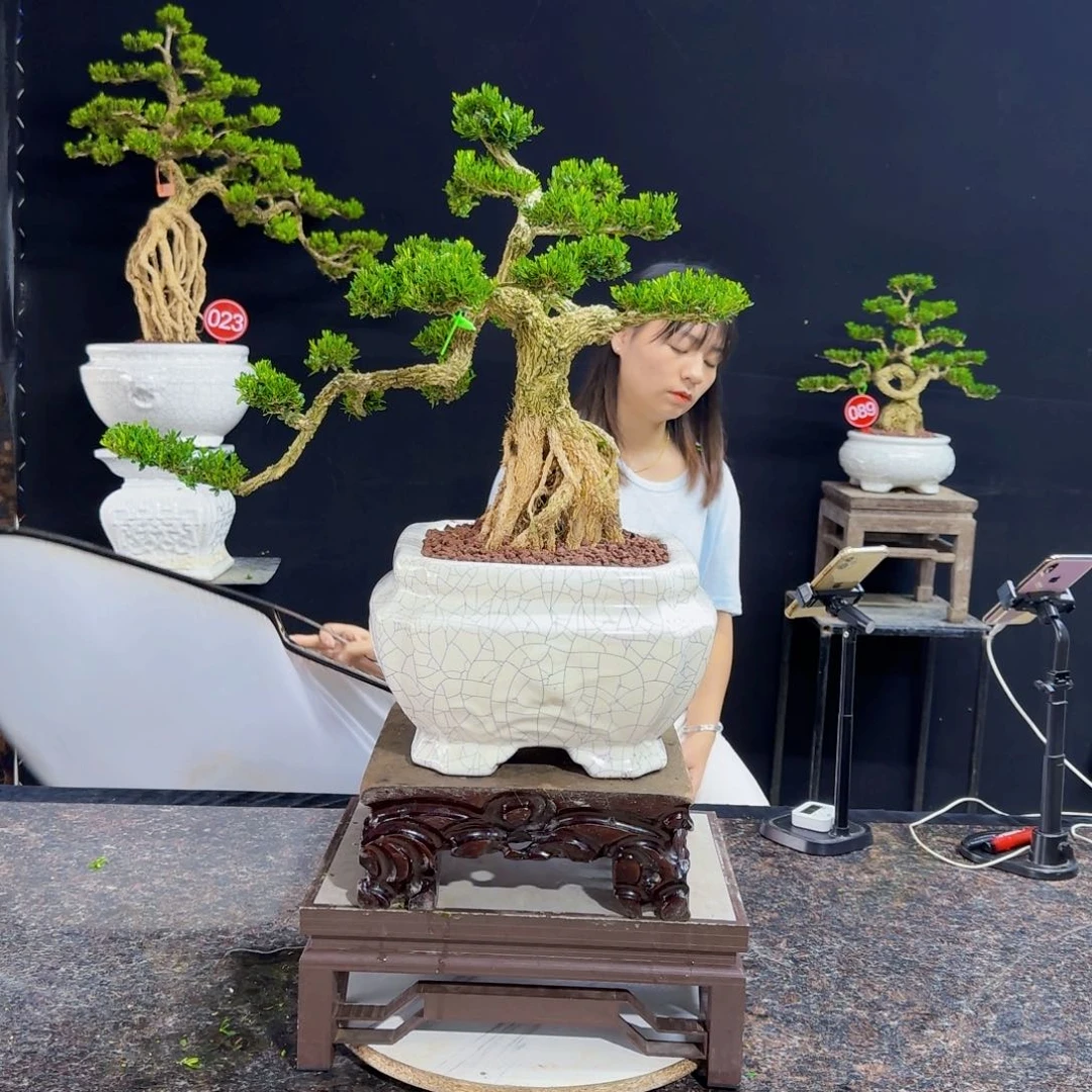 当前无花朵，栽培后可花朵