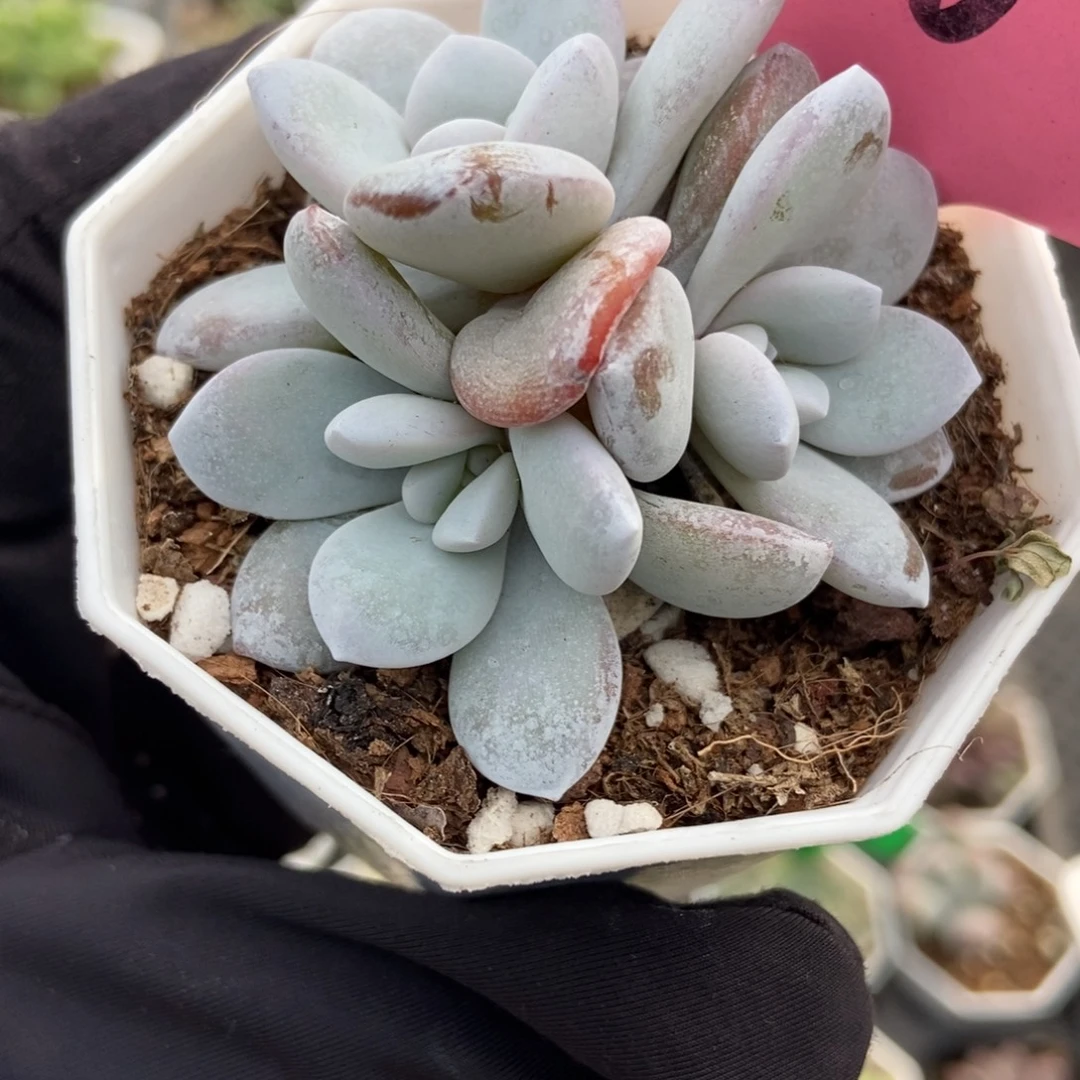 756雪莲多肉植物多肉