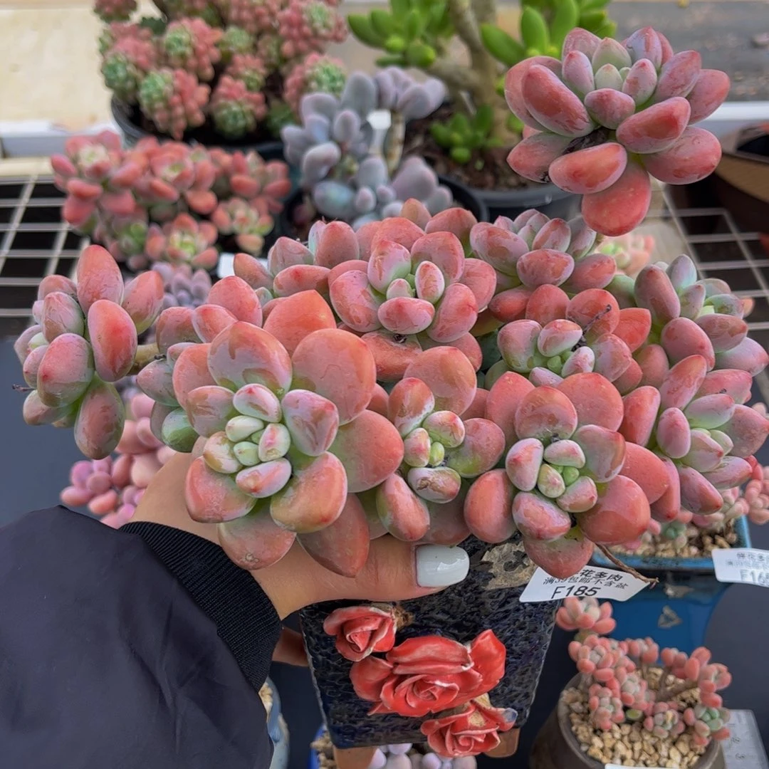 185-老桩红洛神多肉15cm