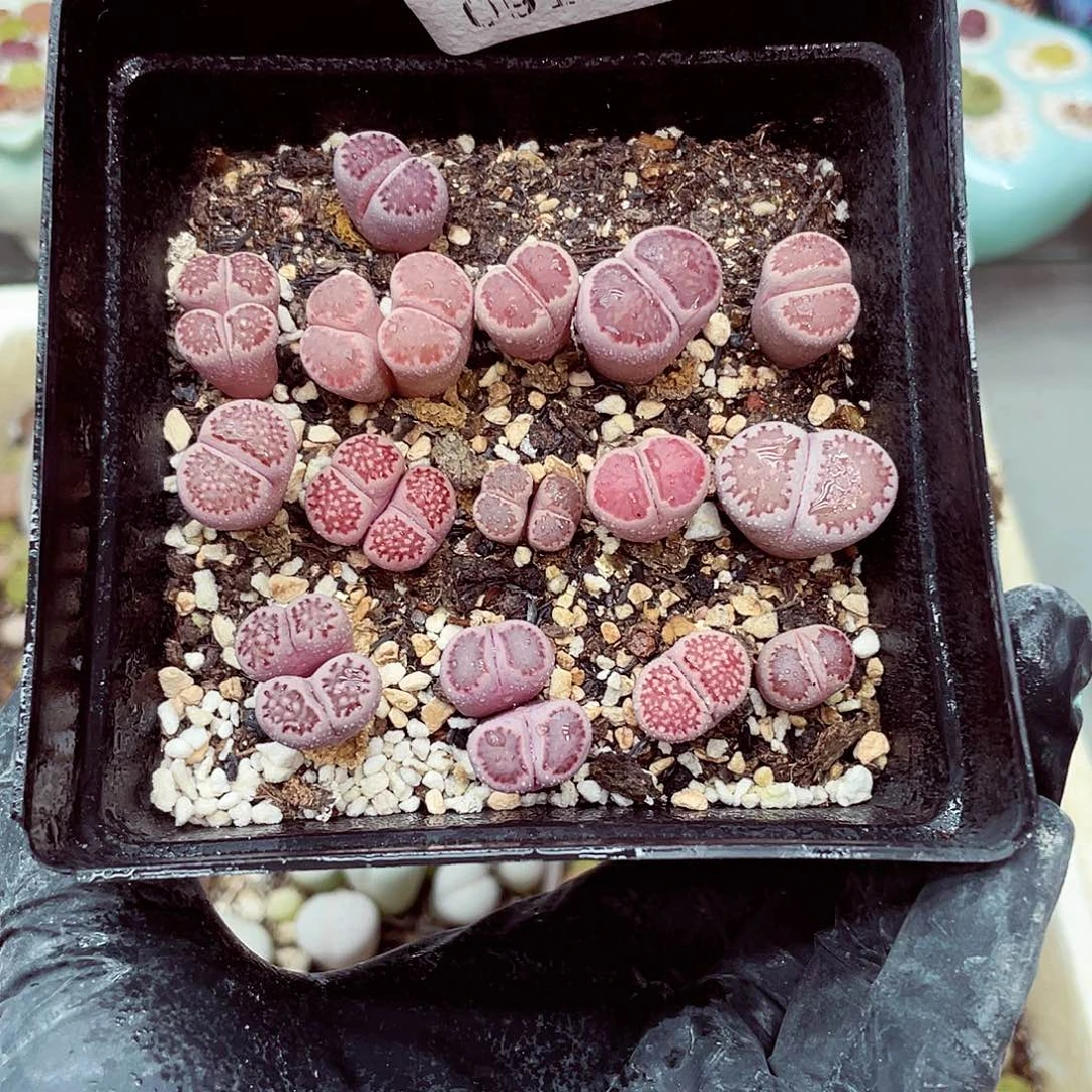 生石花满18包邮0916-45