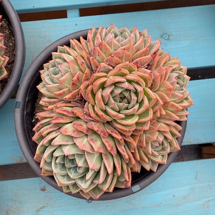 新****）香槟手捧花旺财旺财