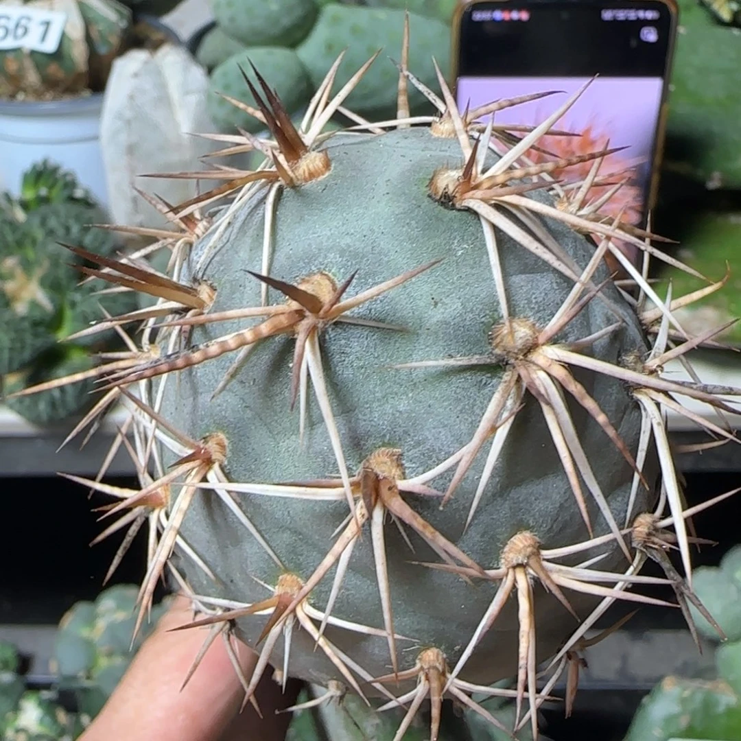 无花朵螺丝纹水牛角金刺带掌