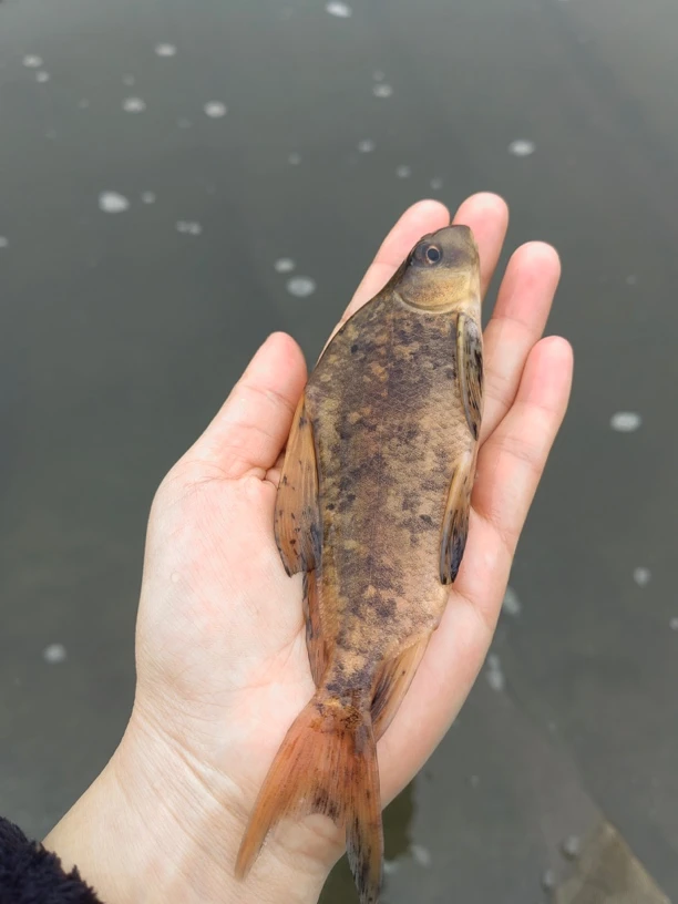 胭脂美人鱼优化水质