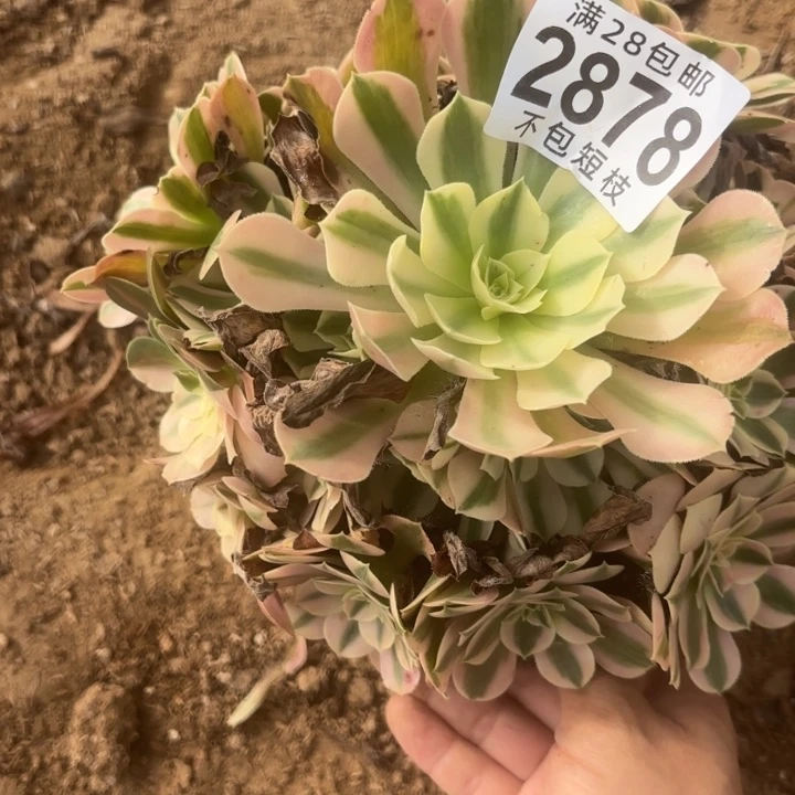 粉女巫多肉植物法师2878