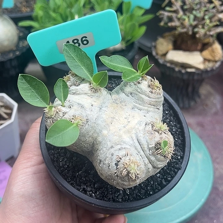 惠比须笑产地多肉植物