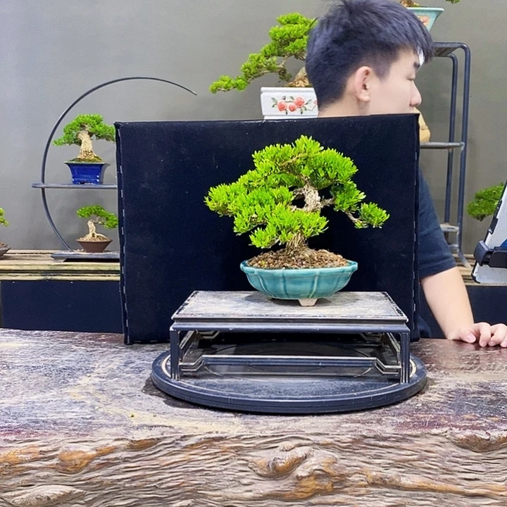 无花朵黄杨盆景四季常青