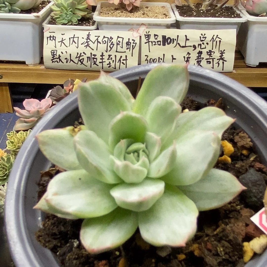 17127 不知名东云冰边雪花锦