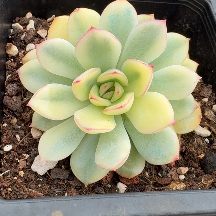 雨燕座一物一拍好看