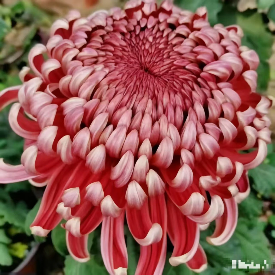 九月菊【红国华】菊花盆栽大花系列开花漂亮耐寒植物