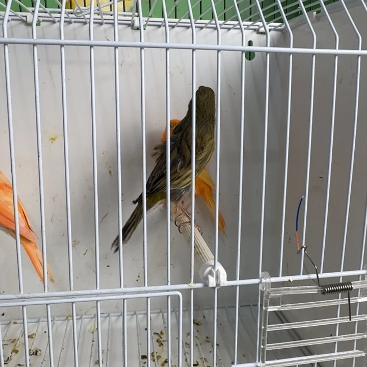 用***1文鸟桂皮公一只，明天发