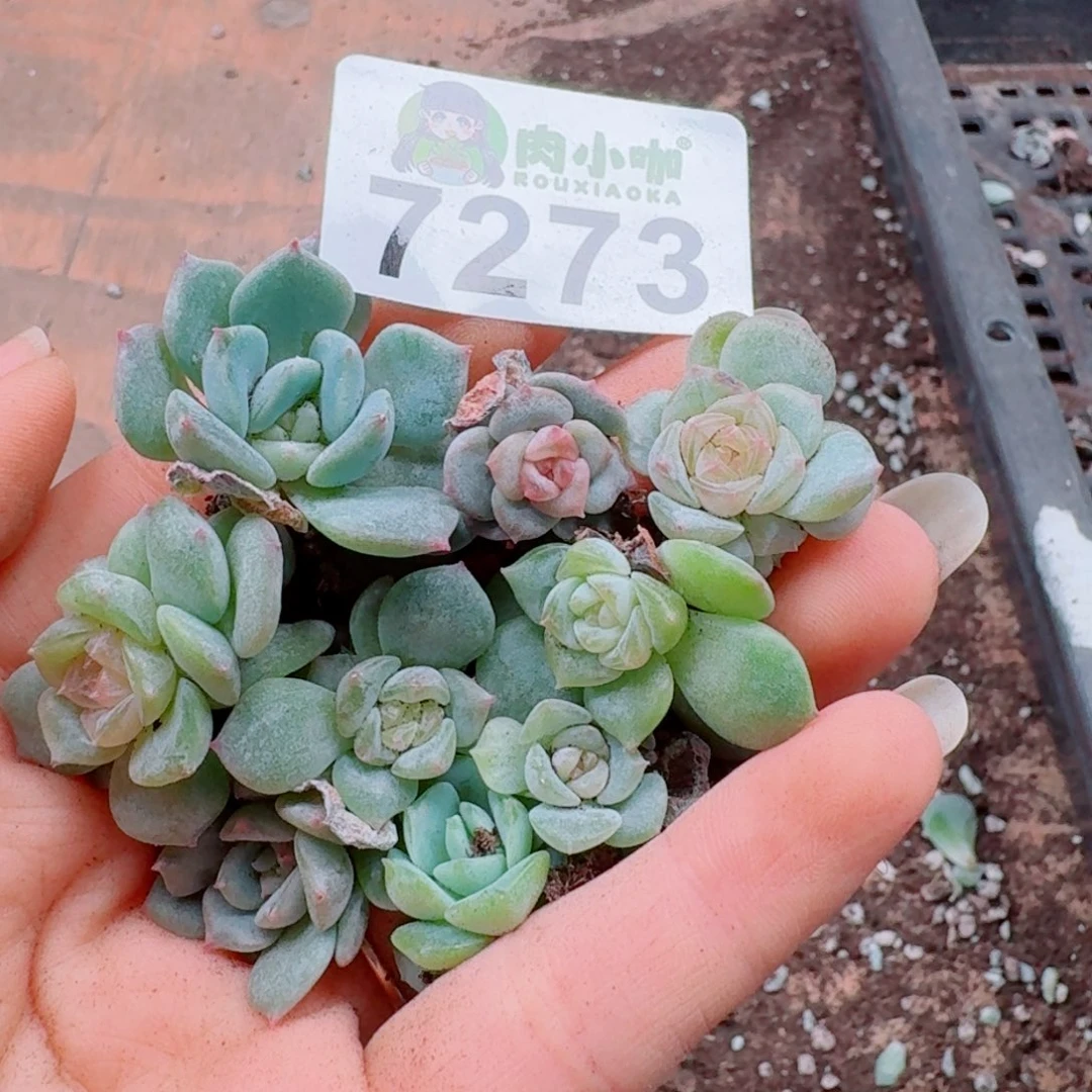 多肉植物多肉植物