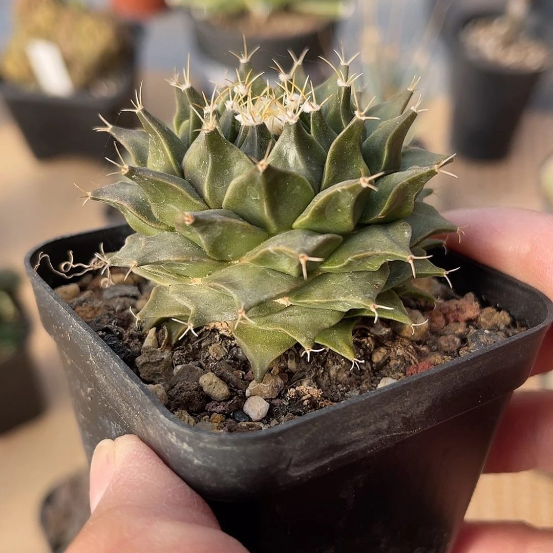 实生帝冠四大名球之一