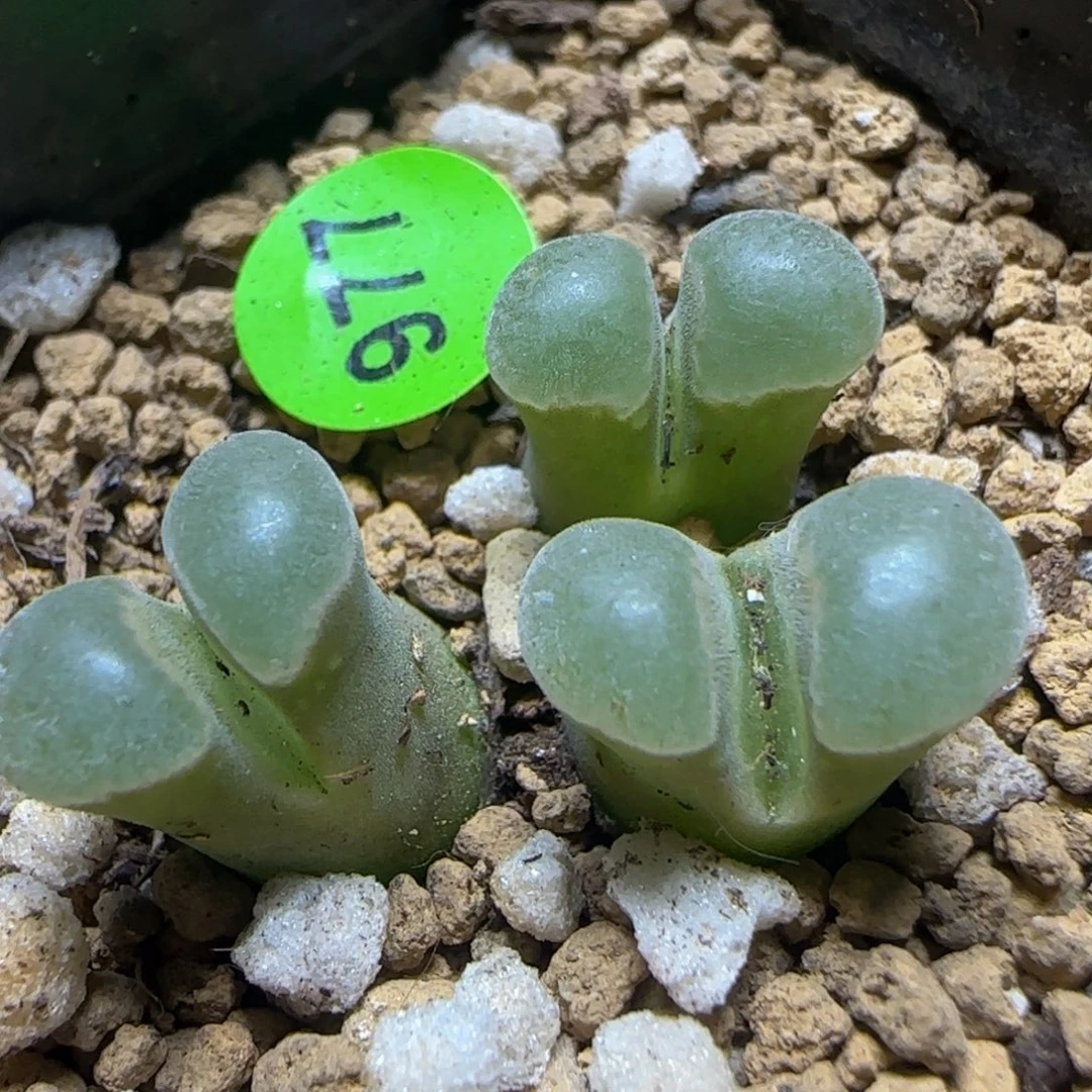 漂漂亮亮多肉植物977