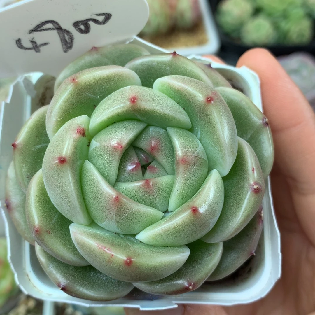 宽叶冬云珍妮单头4800