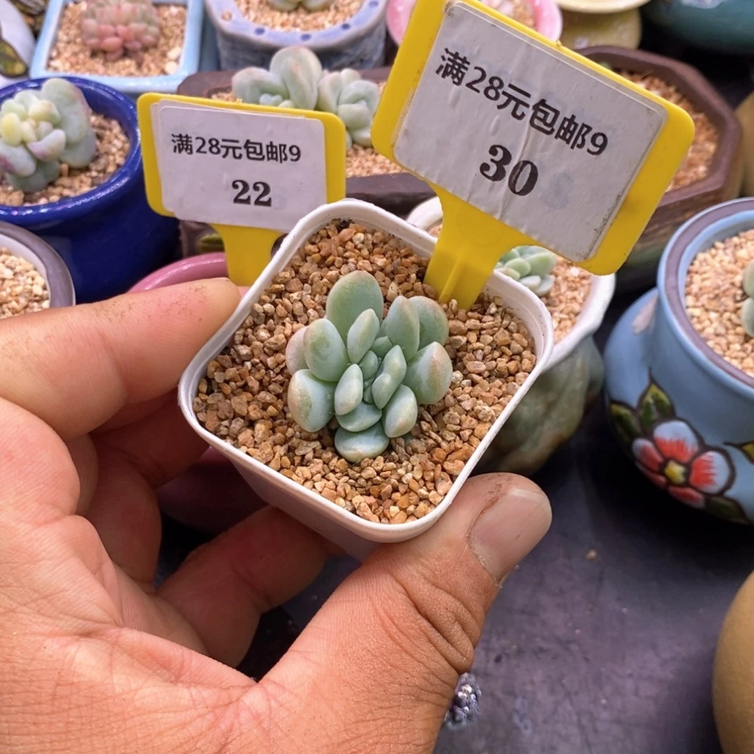 930冰玉缀多肉植物