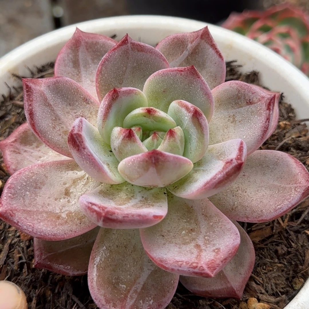 夜魔侠惊鸿一物一拍包装收缩花旱