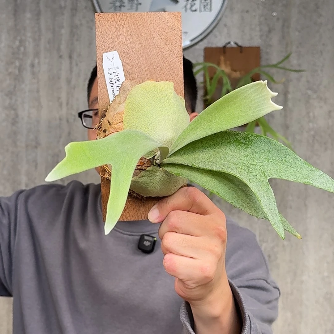 完全开放白二歧鹿角蕨春野花园