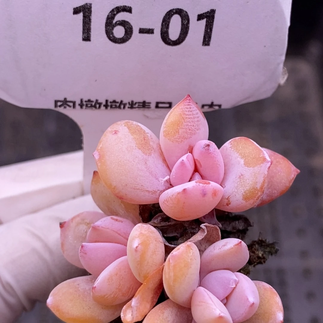 【闪购商品】16-01