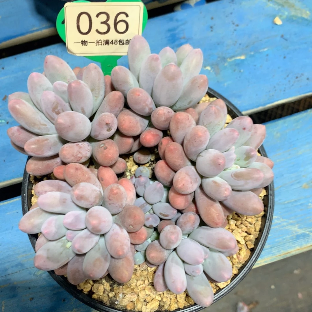 大叶汤圆开播福利