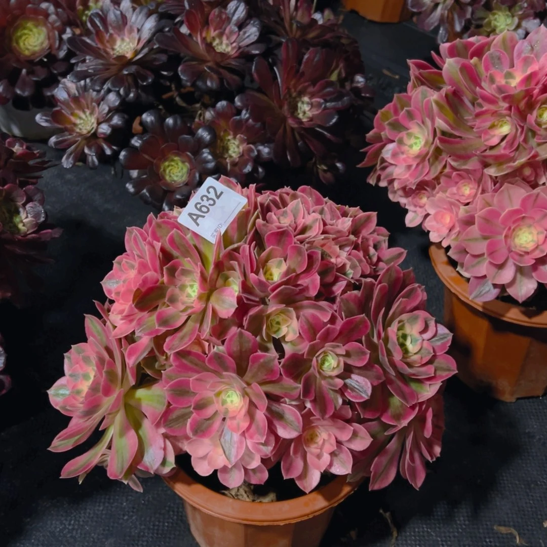 雪*尘632粉女巫法师，多肉植物