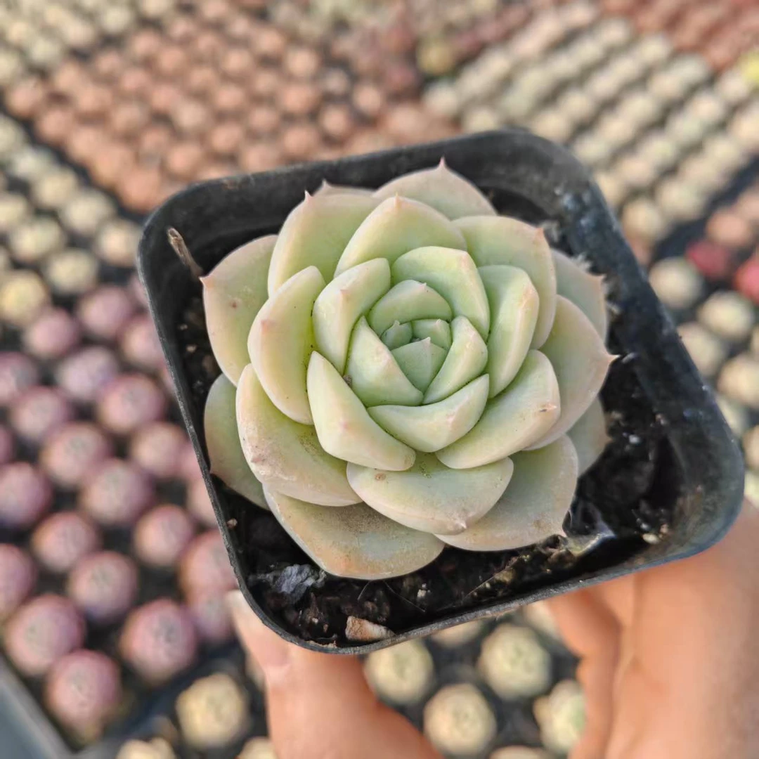 5#奶油女皇前男友精品多肉  A001①