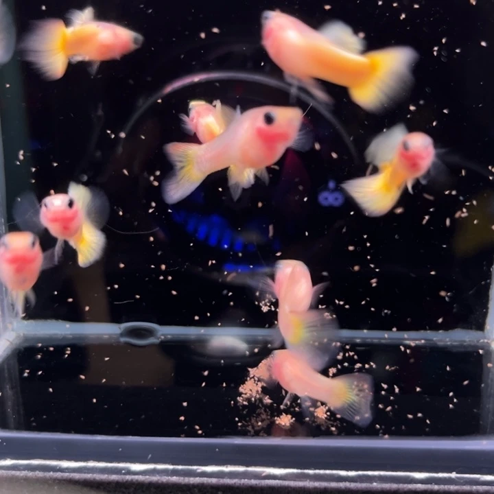 孔雀鱼黄金玻璃猫清缸10条
