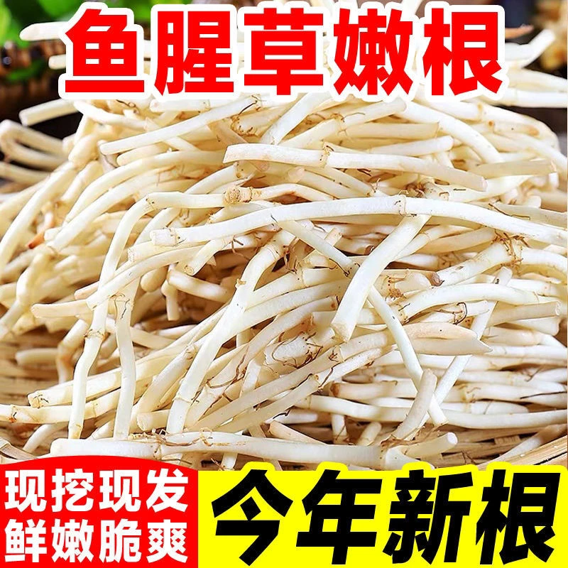 【当季新根】现挖鱼腥草新鲜折耳根嫩根节节根生鲜蔬菜凉拌下饭煲汤