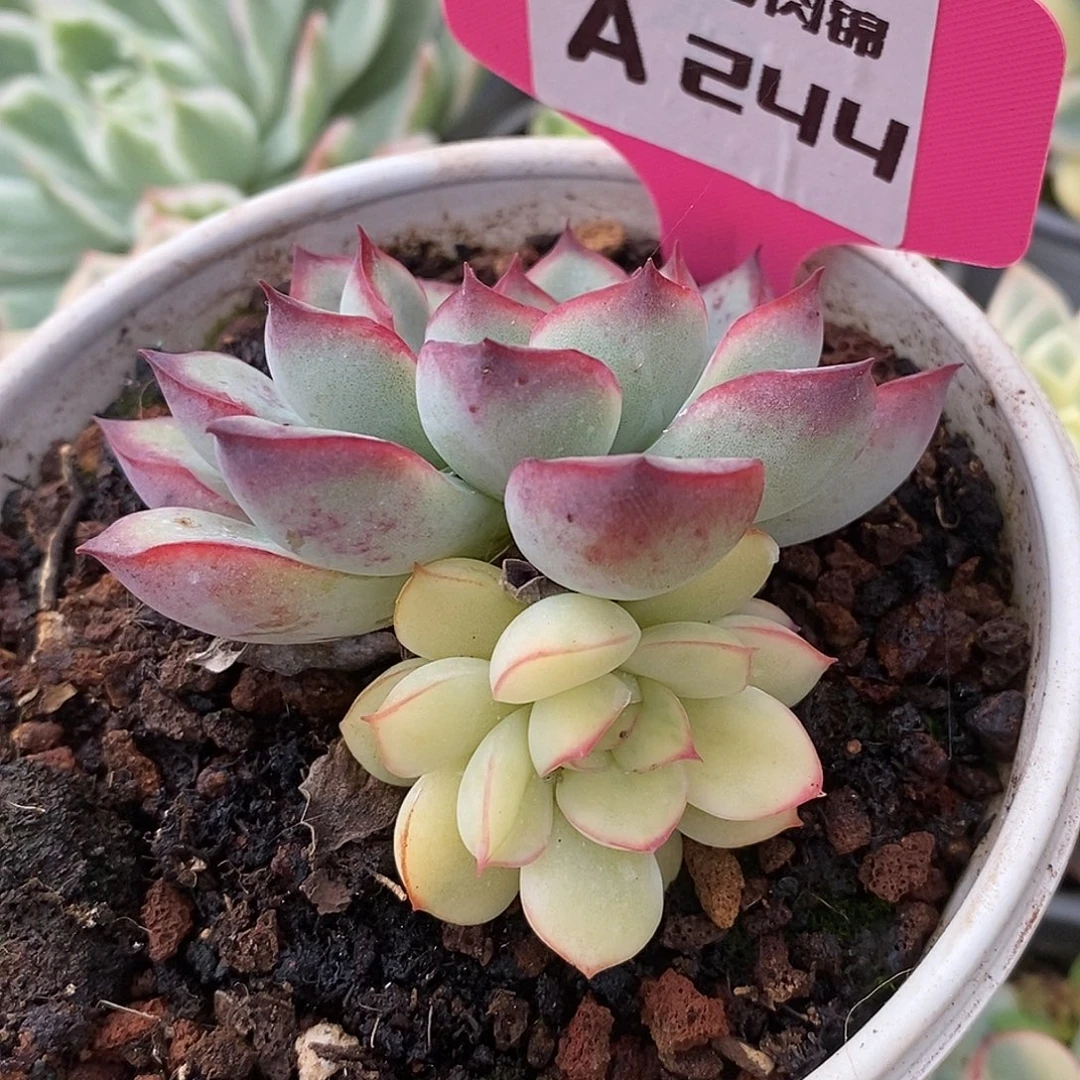244白荷花阴阳哈哈哈哈