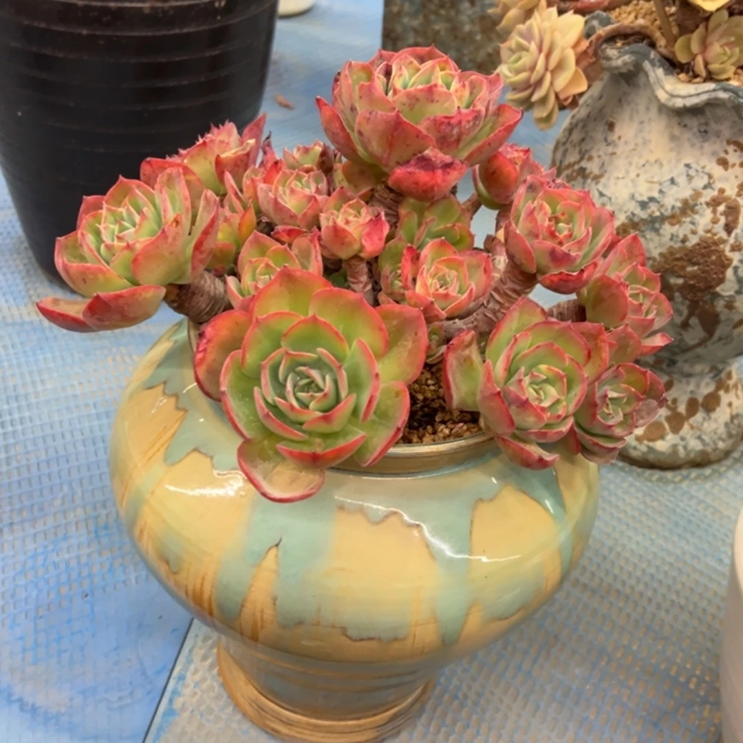 烟直扣老桩无砍福利价