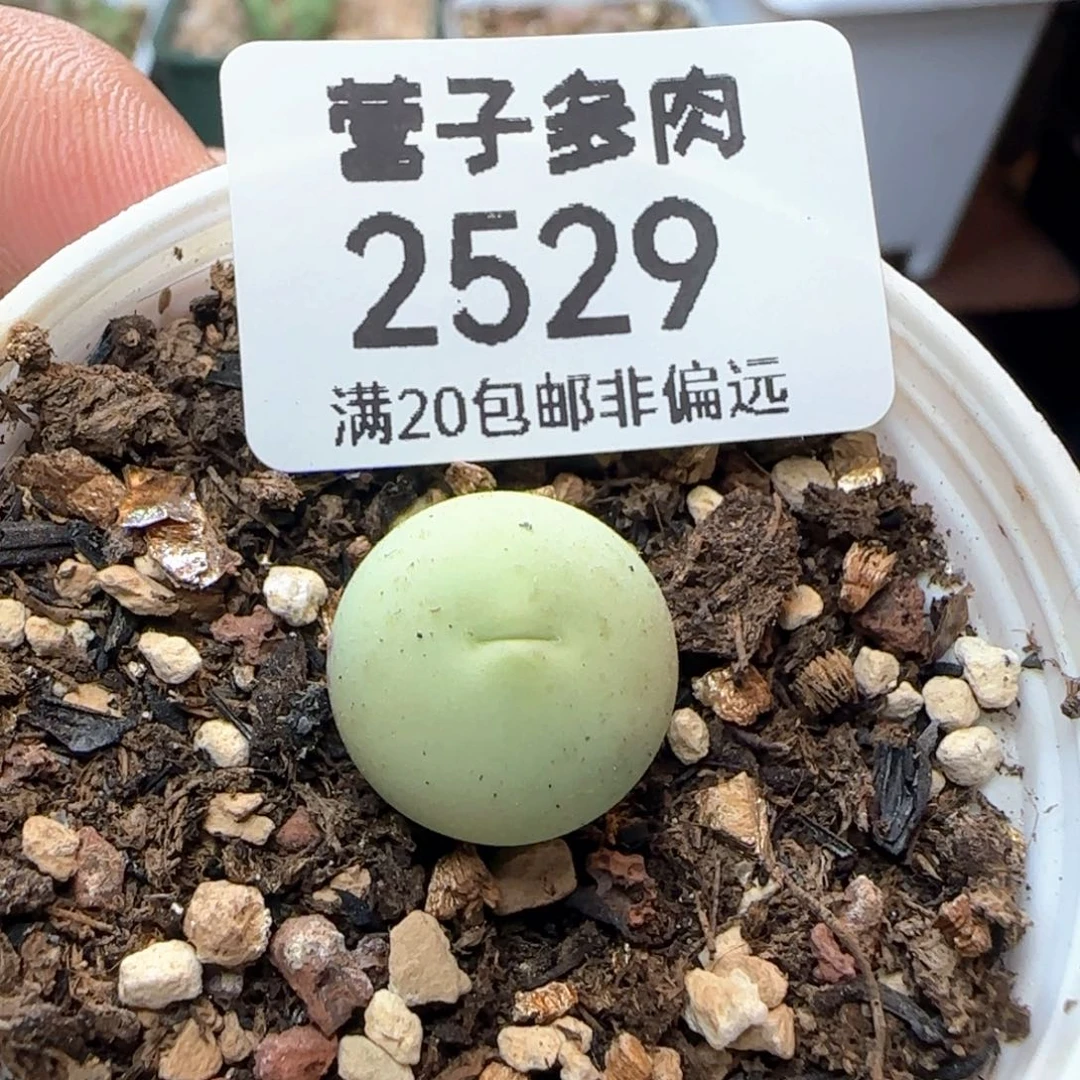 鸽子蛋带盆土发货。