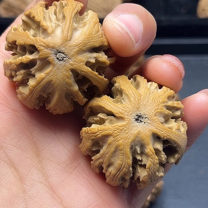 龙***哥核桃秦岭突突突突突突