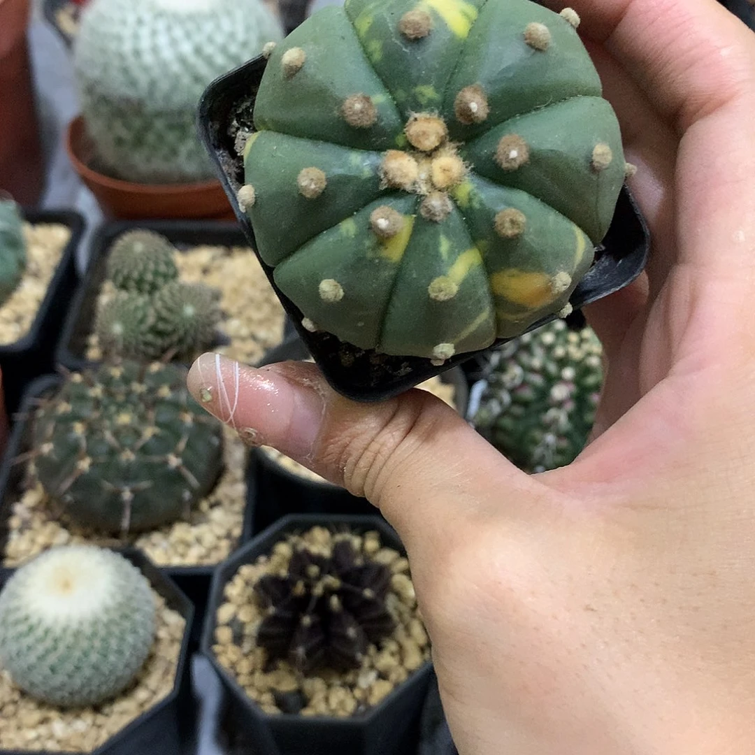 当前无花栽培后可以开花实生根琉璃兜锦