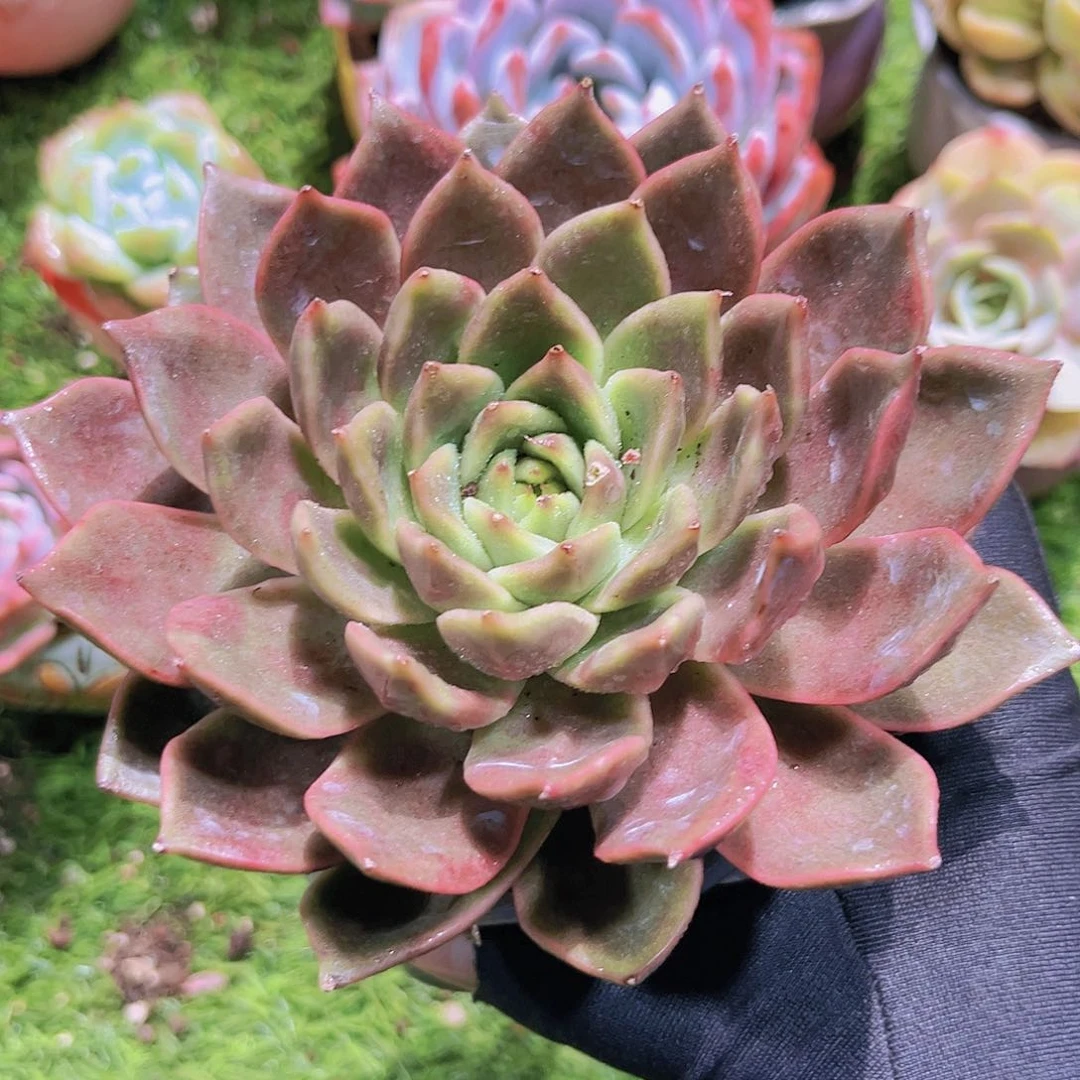 44号87878888888777888888