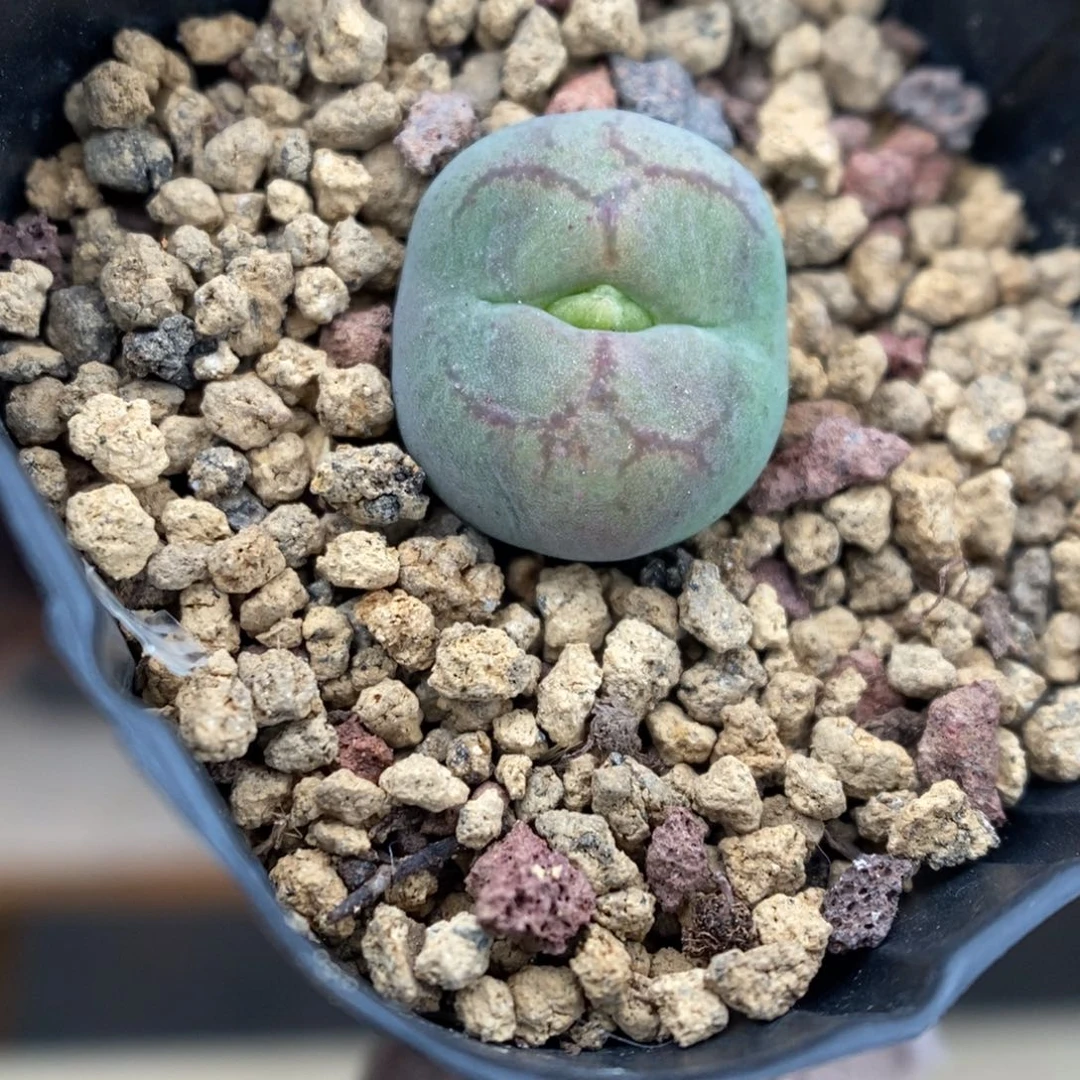 多肉植物肉锥杂交K-3449