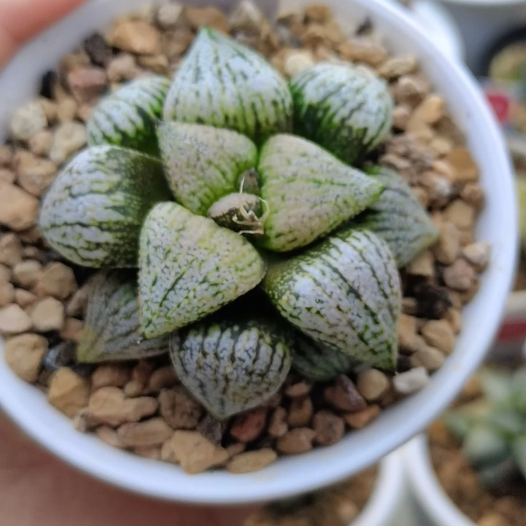 274号实生白银一物一拍带盆土发货