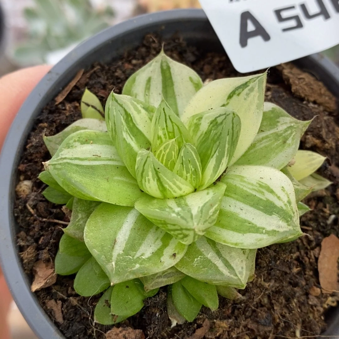 548金之华锦锦锦锦锦锦