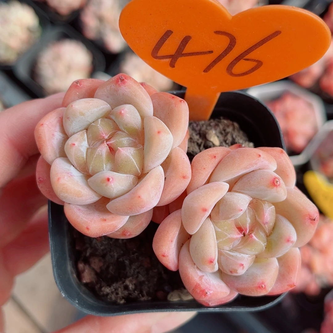 476号小老桩糖心双头